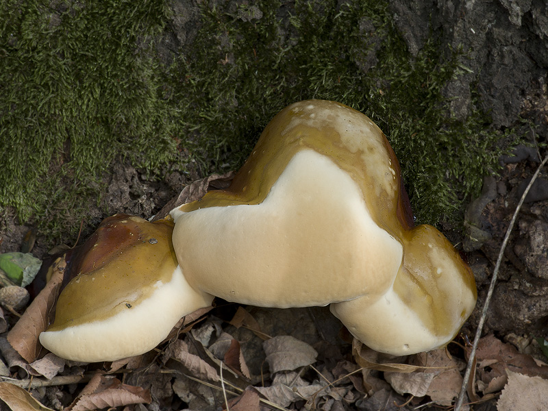 Ganoderma resinaceum